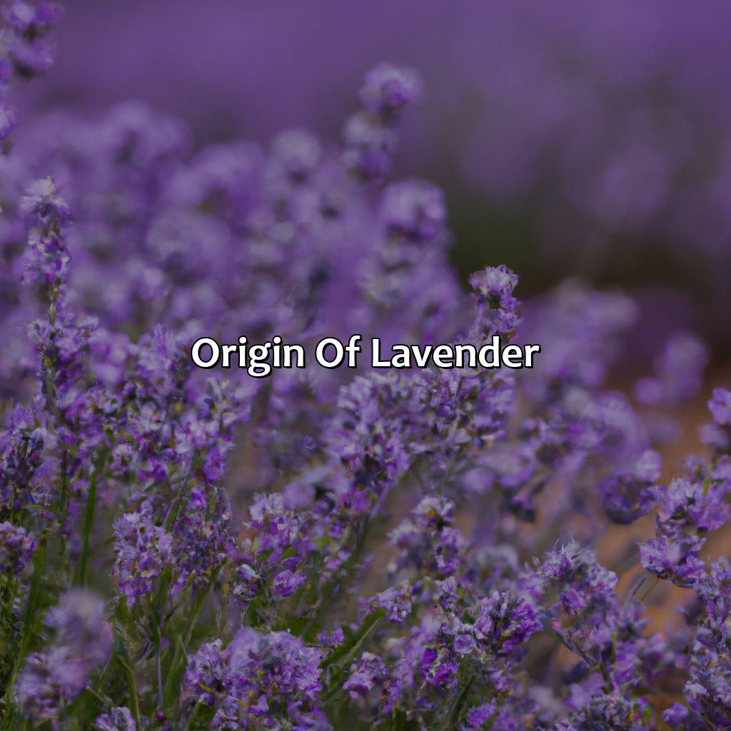 Origin Of Lavender  - What Color Is Lavender, 