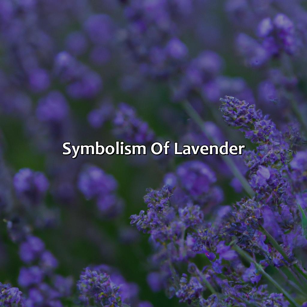 Symbolism Of Lavender  - What Color Is Lavender, 