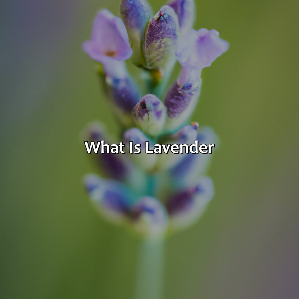 What Is Lavender?  - What Color Is Lavender, 