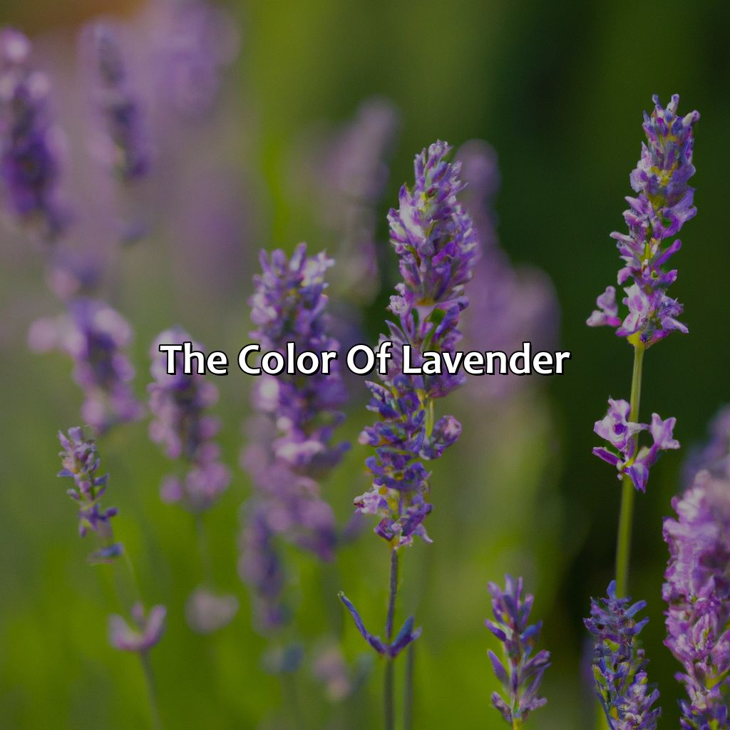The Color Of Lavender  - What Color Is Lavender, 