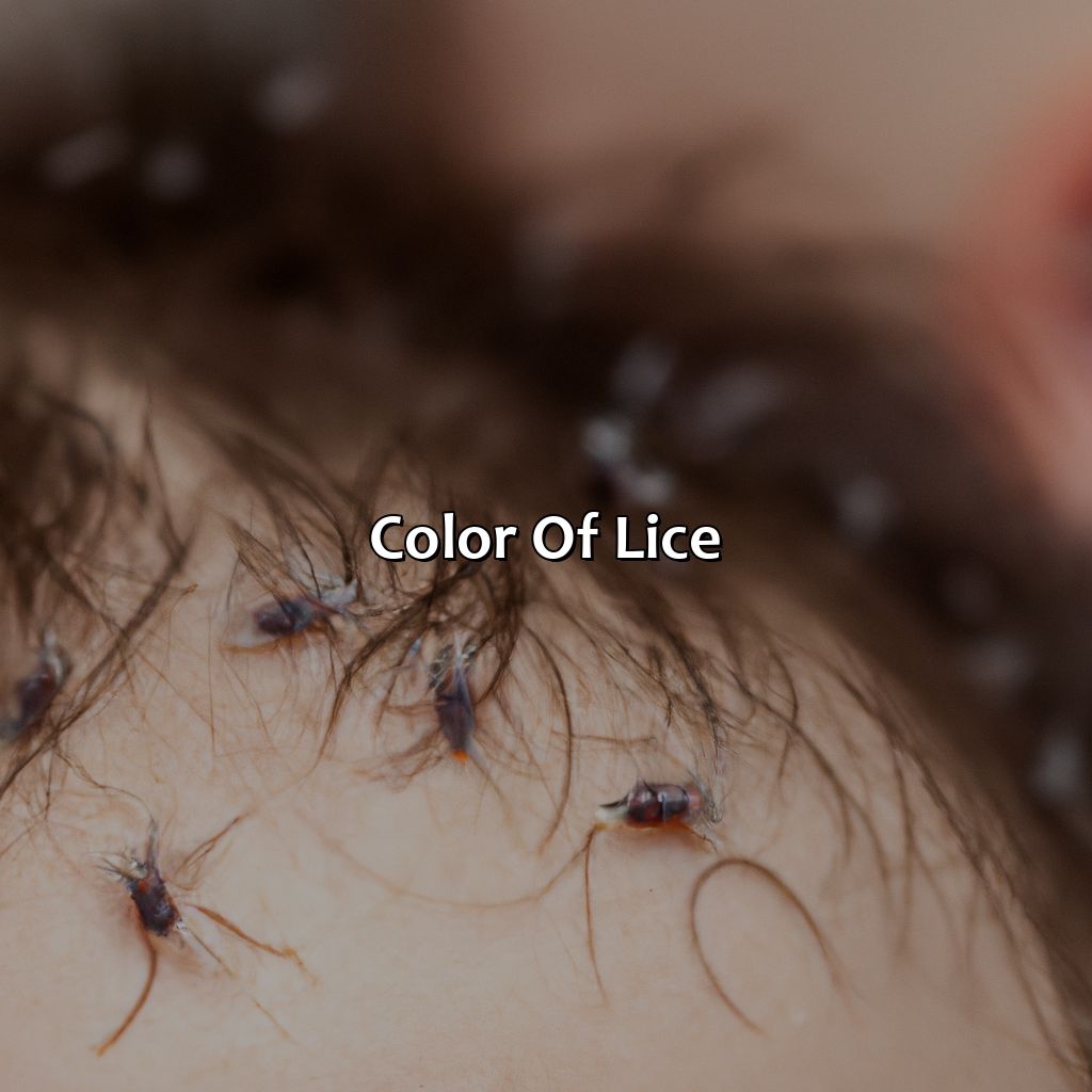 Color Of Lice  - What Color Is Lice, 
