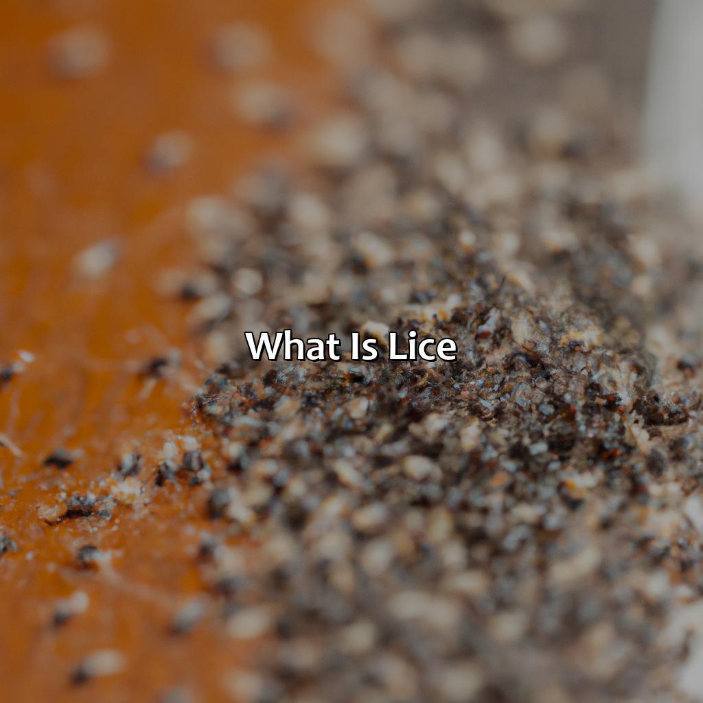 What Is Lice?  - What Color Is Lice, 