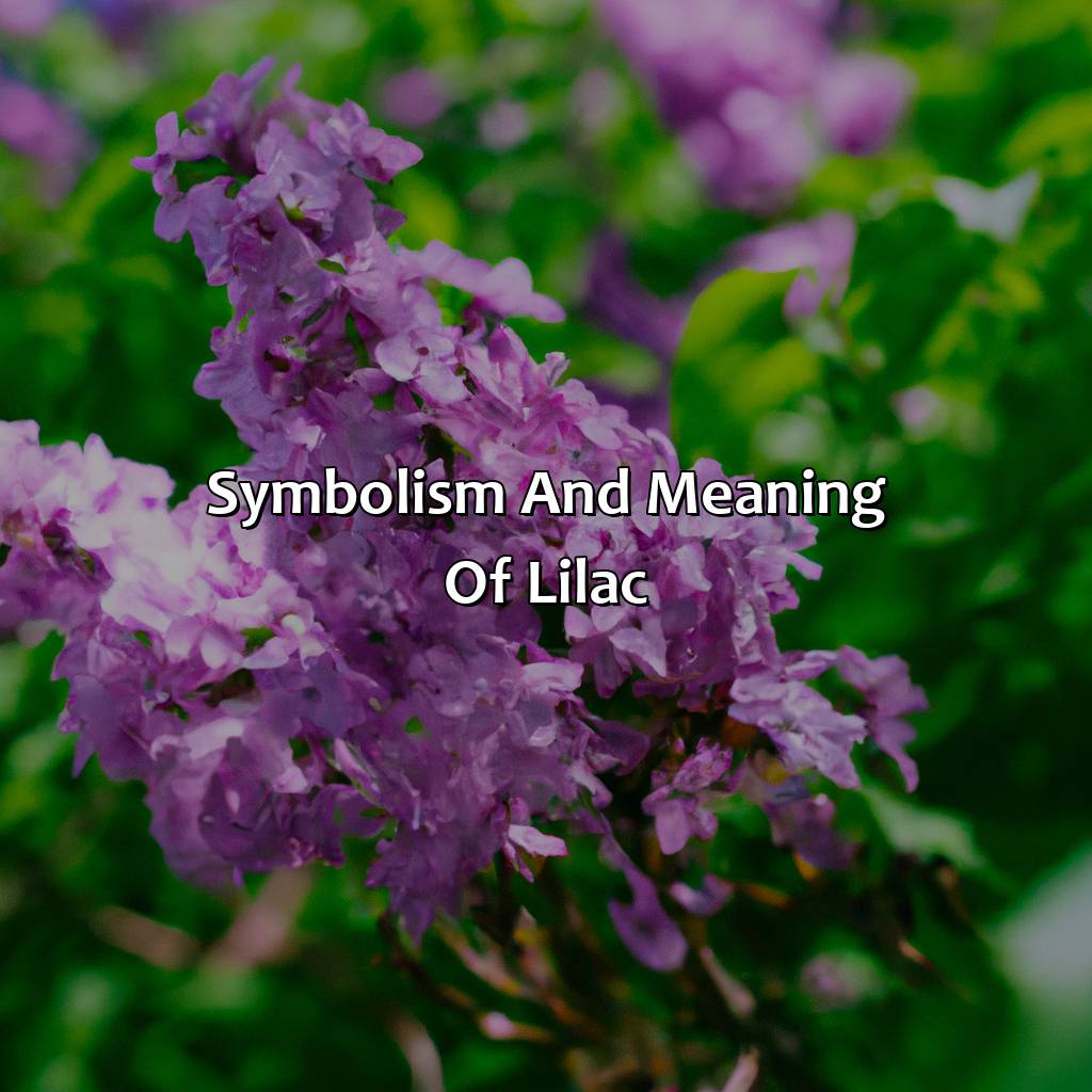 Symbolism And Meaning Of Lilac  - What Color Is Lilac, 