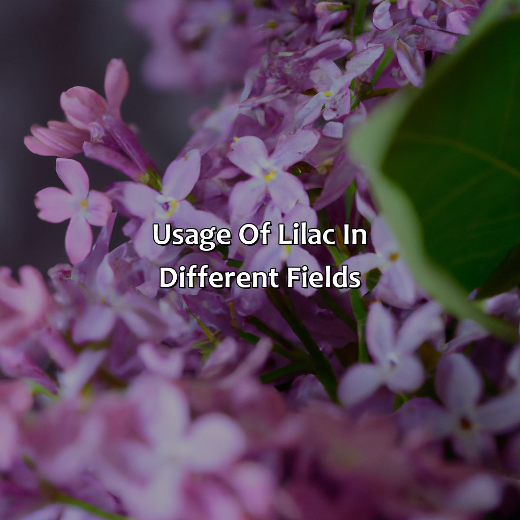 Usage Of Lilac In Different Fields  - What Color Is Lilac, 