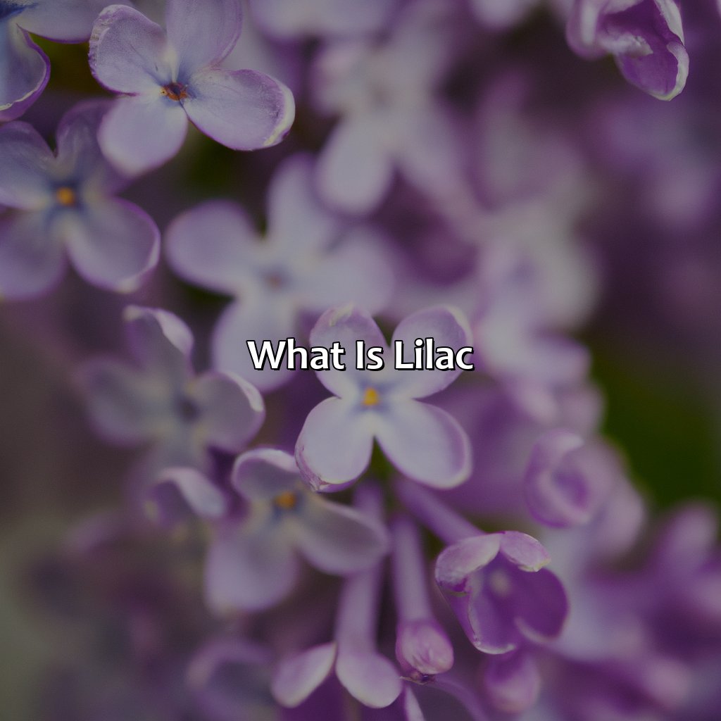What Is Lilac?  - What Color Is Lilac, 