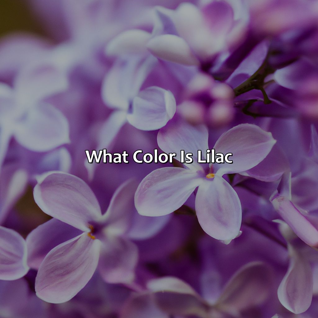 What Color Is Lilac - colorscombo.com
