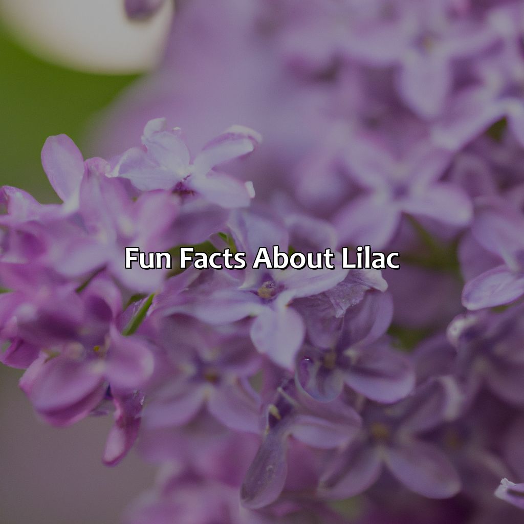 Fun Facts About Lilac  - What Color Is Lilac, 