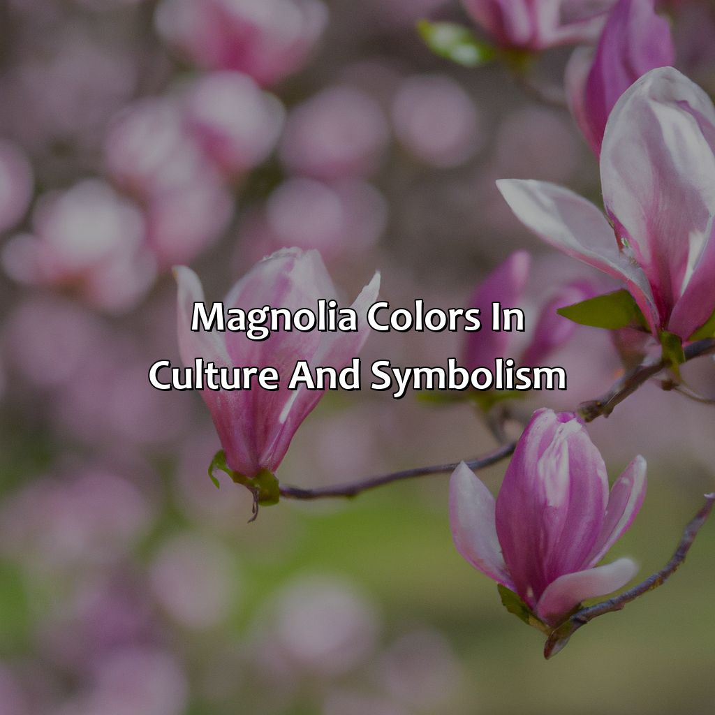 Magnolia Colors In Culture And Symbolism  - What Color Is Magnolia, 