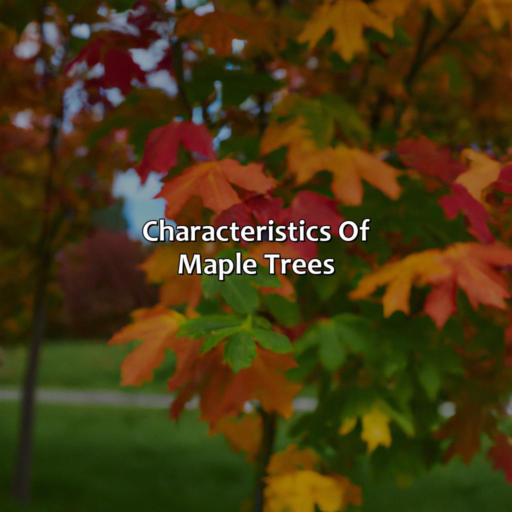 Characteristics Of Maple Trees  - What Color Is Maple, 