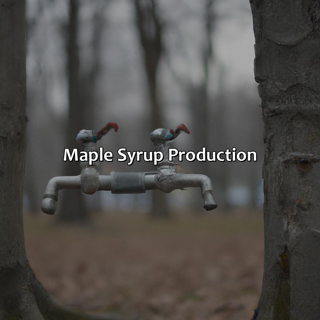 Maple Syrup Production  - What Color Is Maple, 