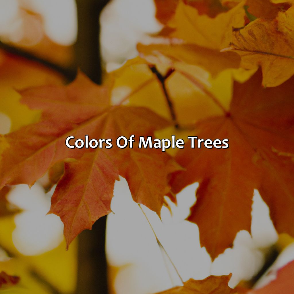 Colors Of Maple Trees  - What Color Is Maple, 