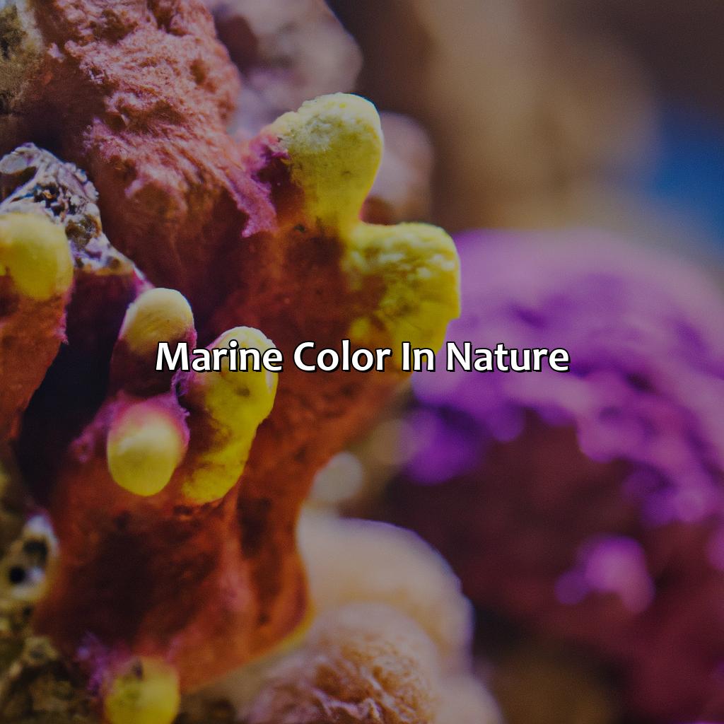 Marine Color In Nature  - What Color Is Marine, 