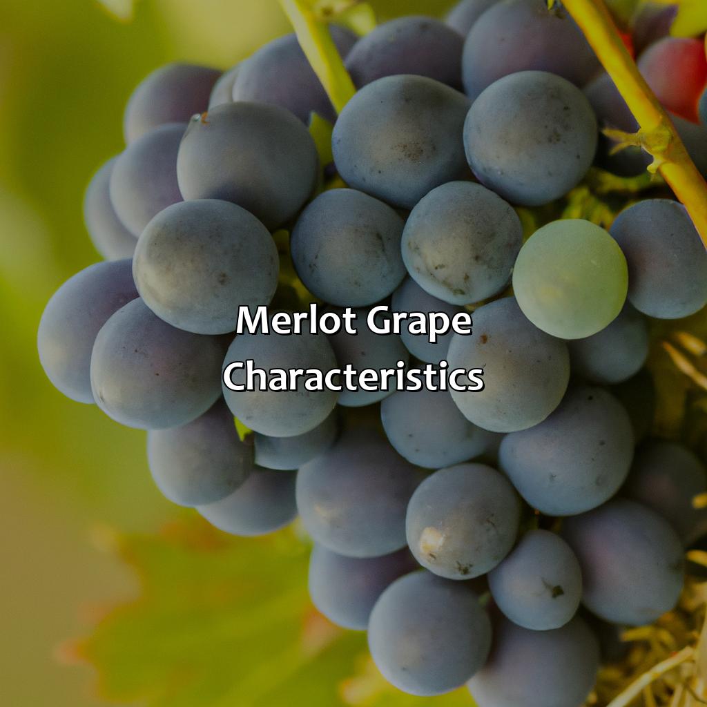Merlot Grape Characteristics  - What Color Is Merlot, 
