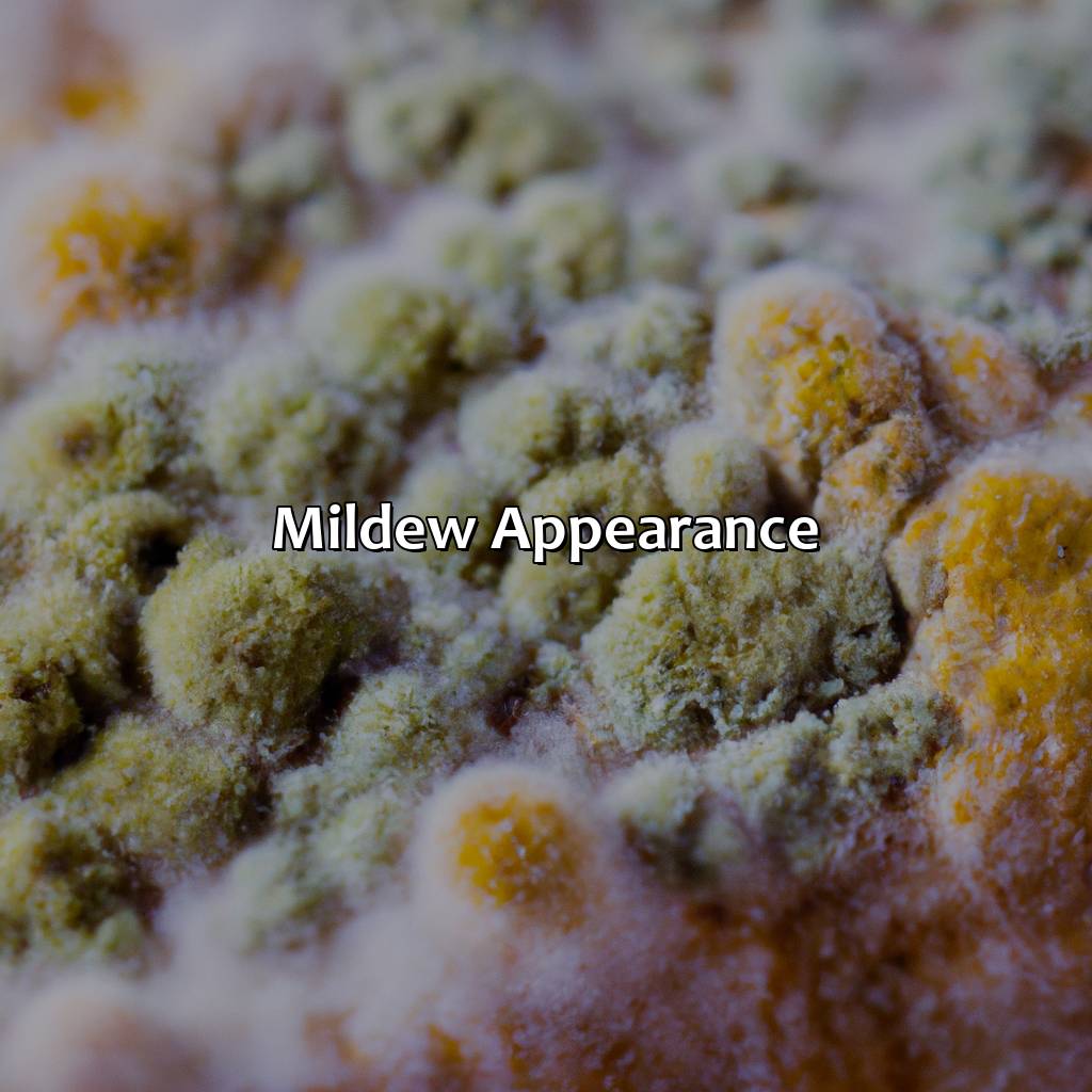 Mildew Appearance  - What Color Is Mildew, 