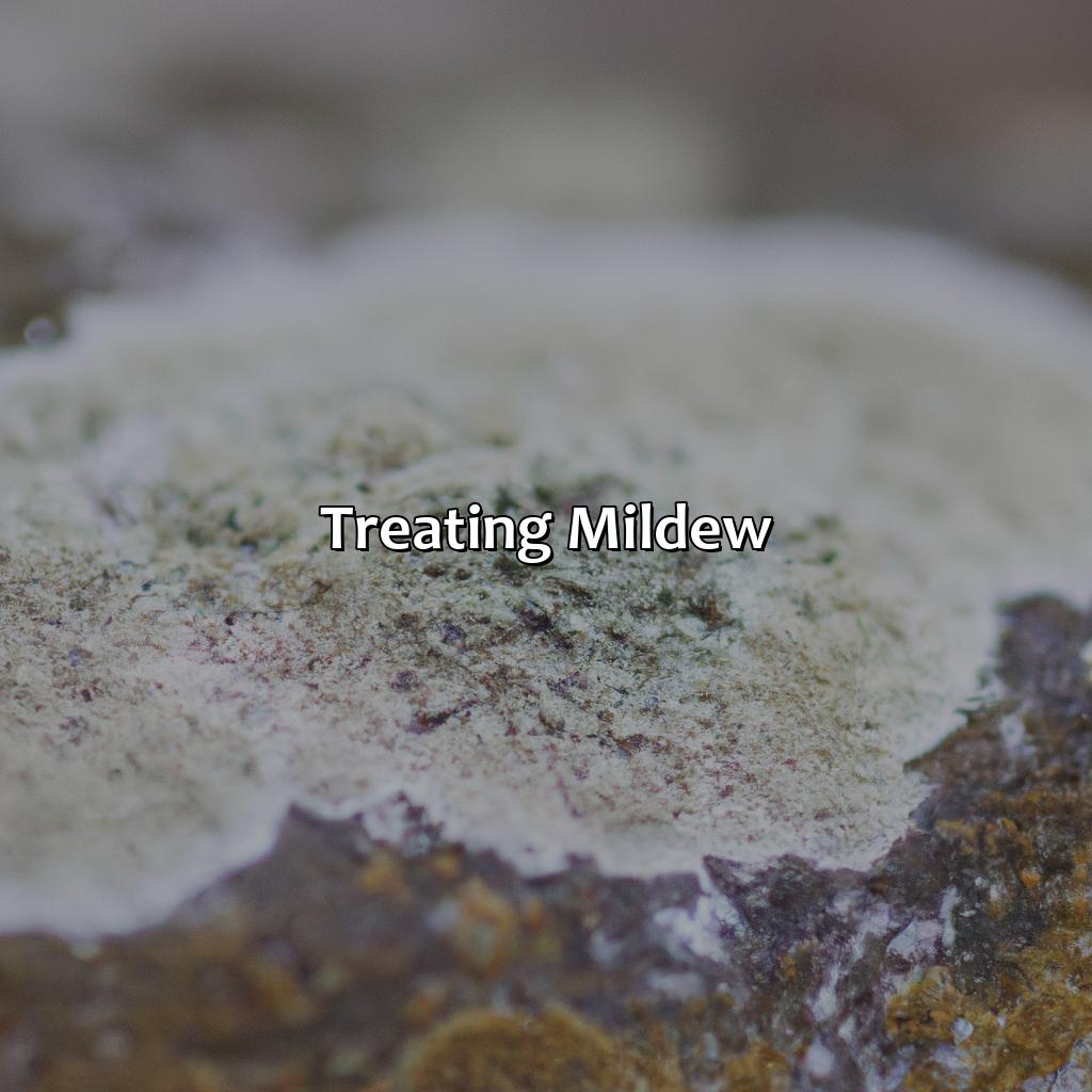 Treating Mildew  - What Color Is Mildew, 