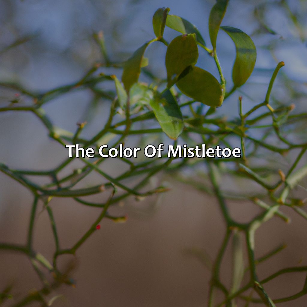 The Color Of Mistletoe  - What Color Is Mistletoe, 