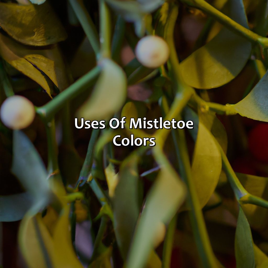 Uses Of Mistletoe Colors  - What Color Is Mistletoe, 