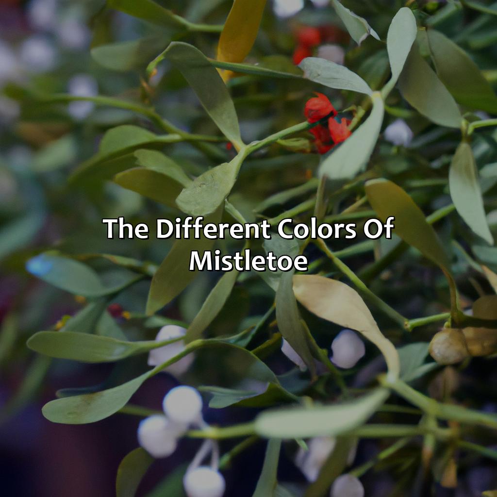 The Different Colors Of Mistletoe  - What Color Is Mistletoe, 