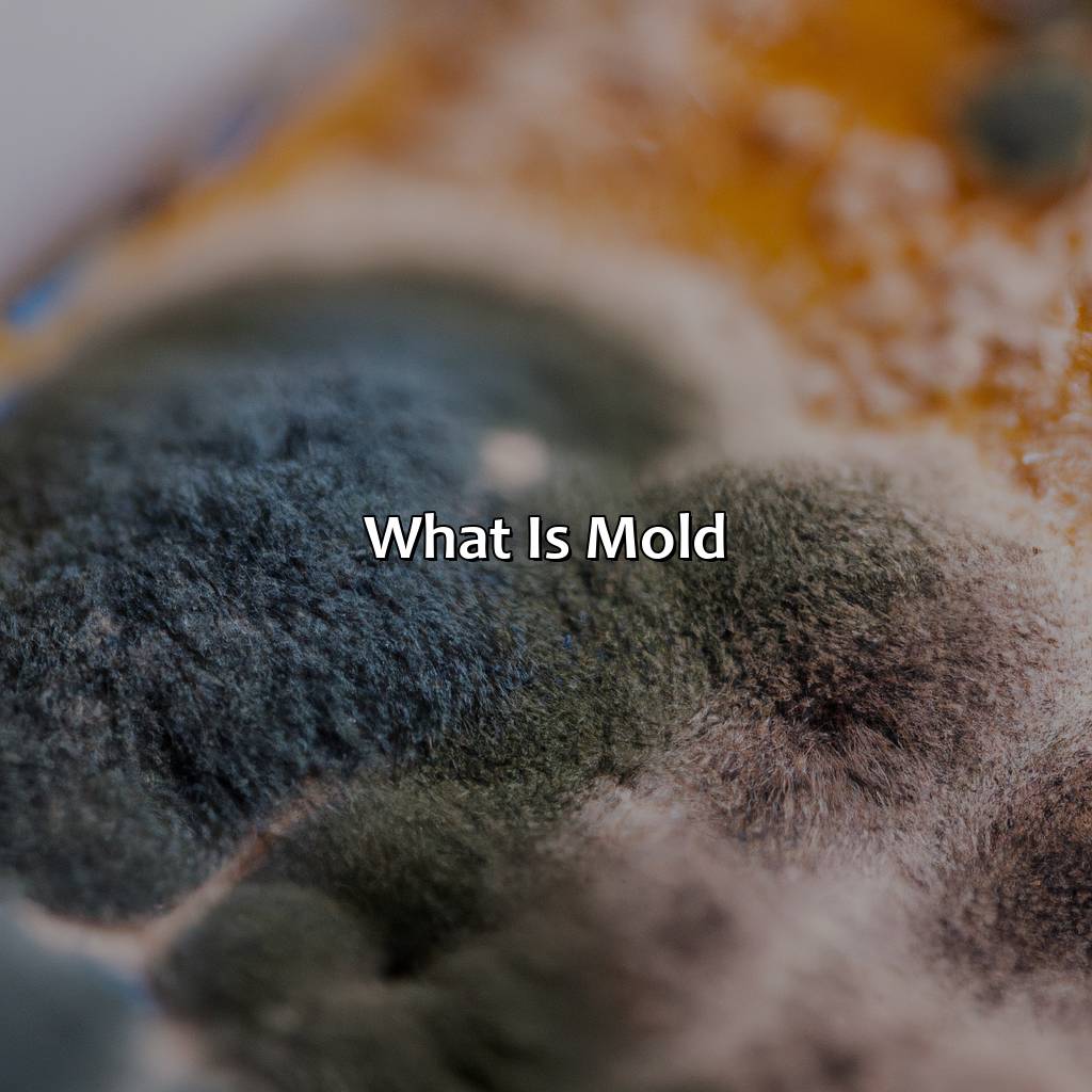 What Is Mold?  - What Color Is Mold, 