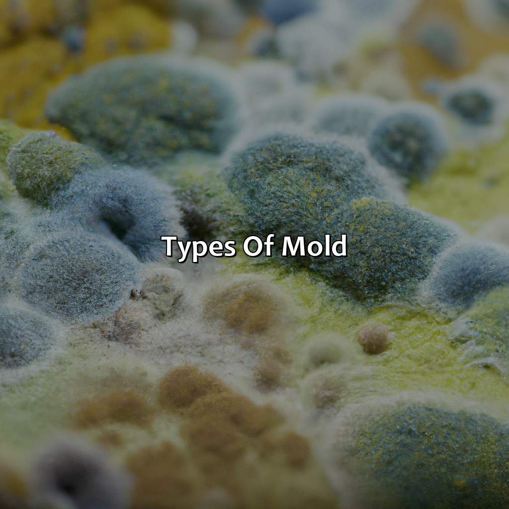 Types Of Mold  - What Color Is Mold, 