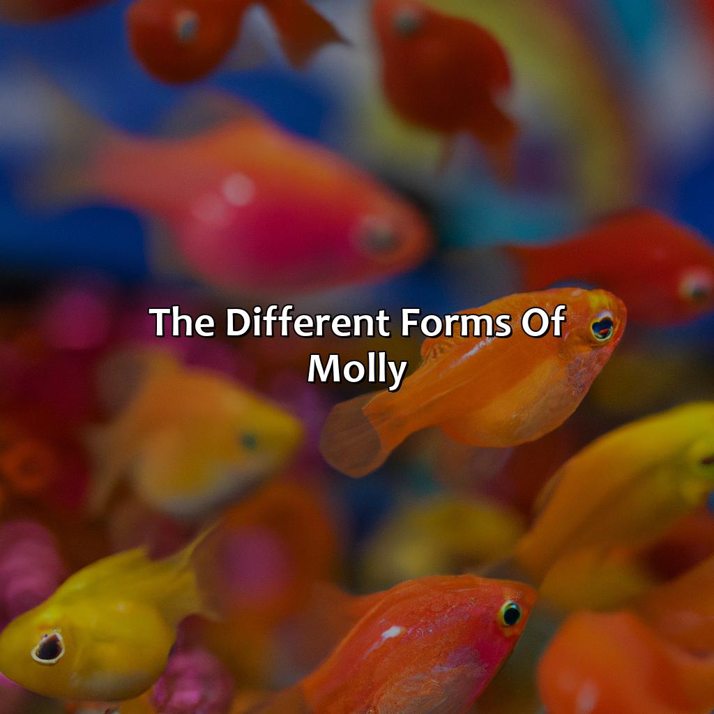 The Different Forms Of Molly  - What Color Is Molly, 