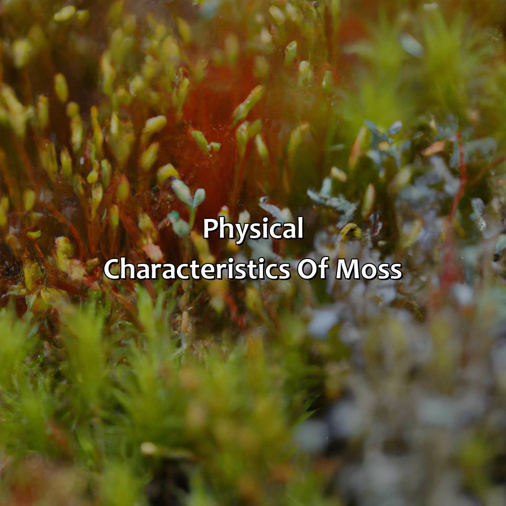 Physical Characteristics Of Moss  - What Color Is Moss, 