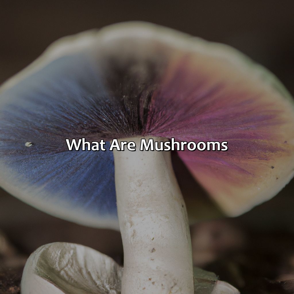 What Are Mushrooms?  - What Color Is Mushroom, 
