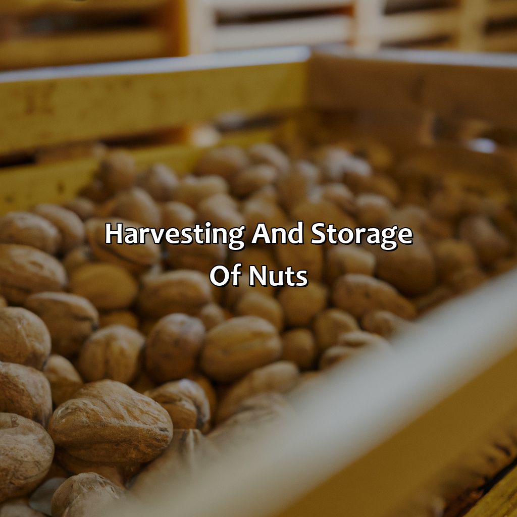 Harvesting And Storage Of Nuts  - What Color Is Nut, 