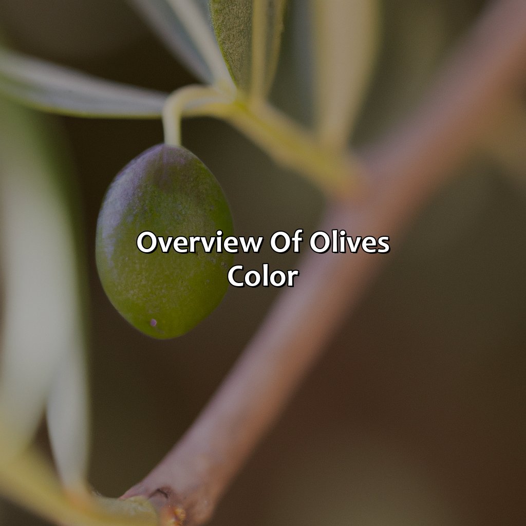 Overview Of Olive