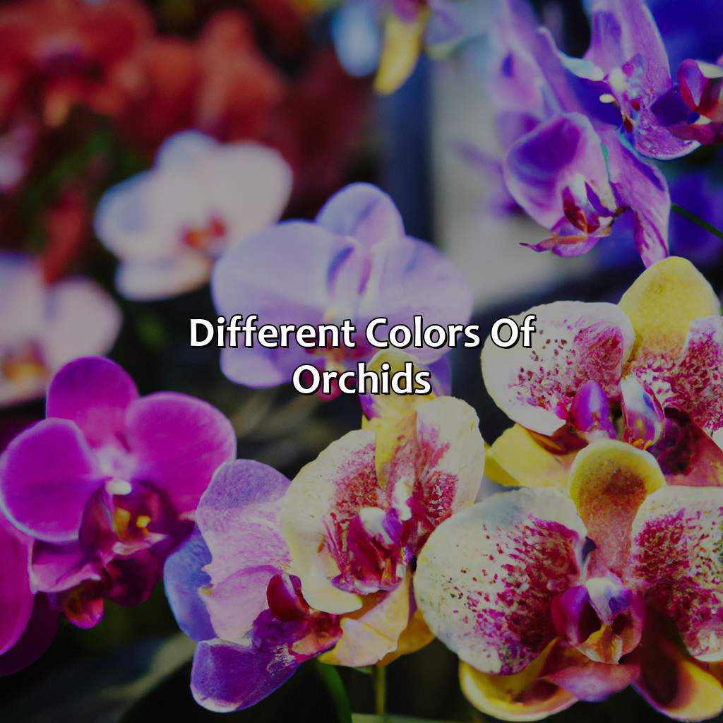 Different Colors Of Orchids  - What Color Is Orchid, 
