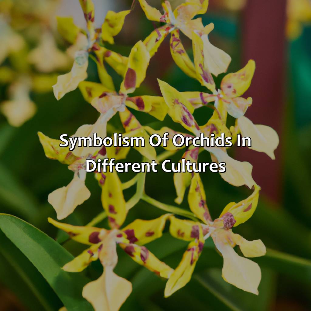 Symbolism Of Orchids In Different Cultures  - What Color Is Orchid, 