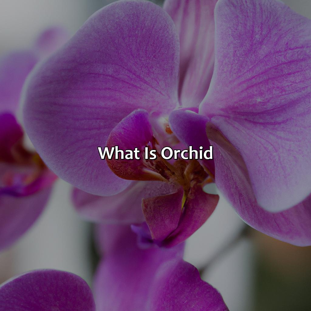 What Is Orchid?  - What Color Is Orchid, 