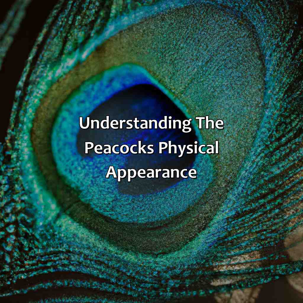 Understanding The Peacock