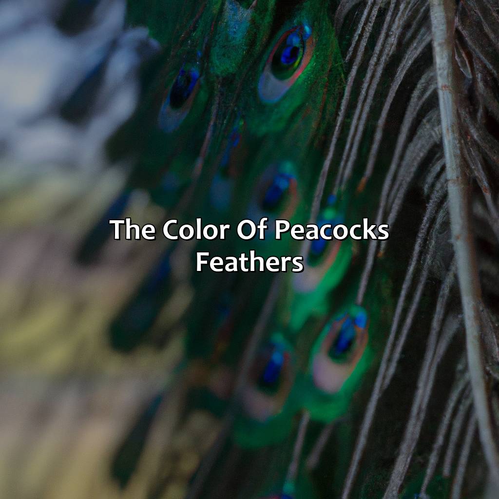 The Color Of Peacock