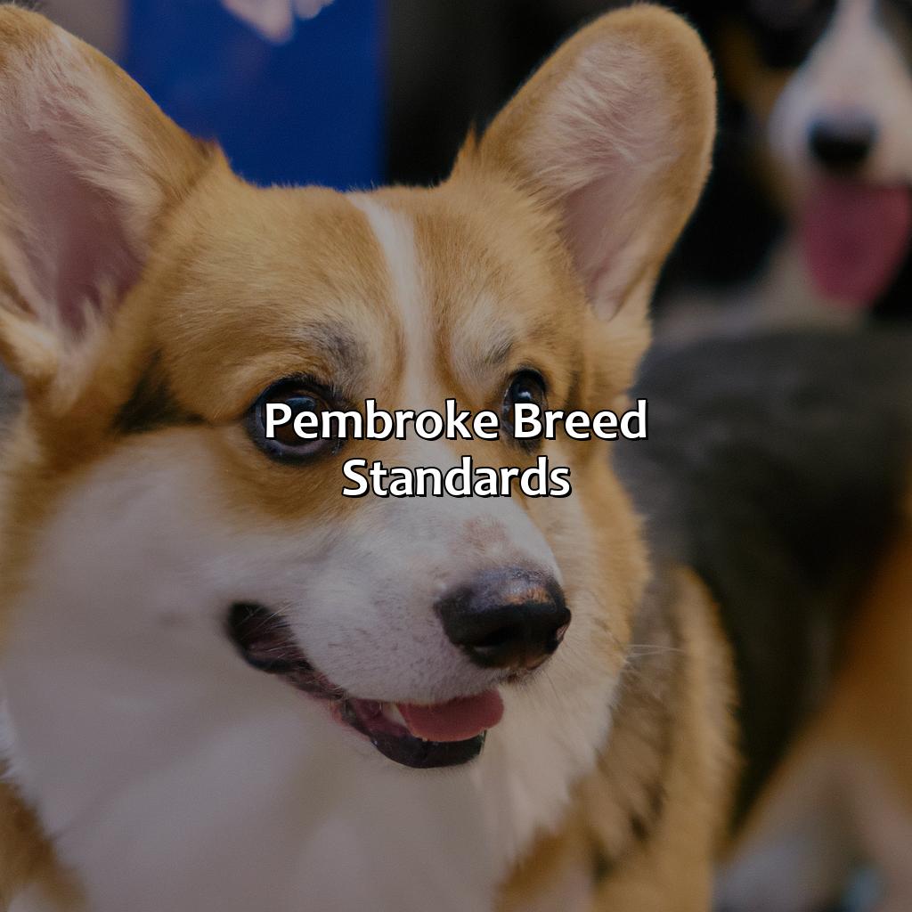 Pembroke Breed Standards  - What Color Is Pembroke, 
