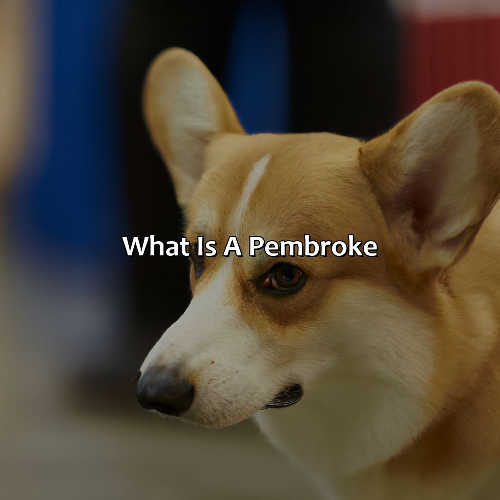 What Is A Pembroke?  - What Color Is Pembroke, 