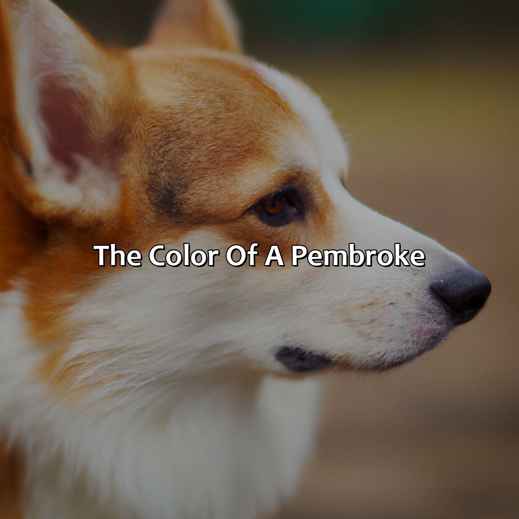 The Color Of A Pembroke  - What Color Is Pembroke, 