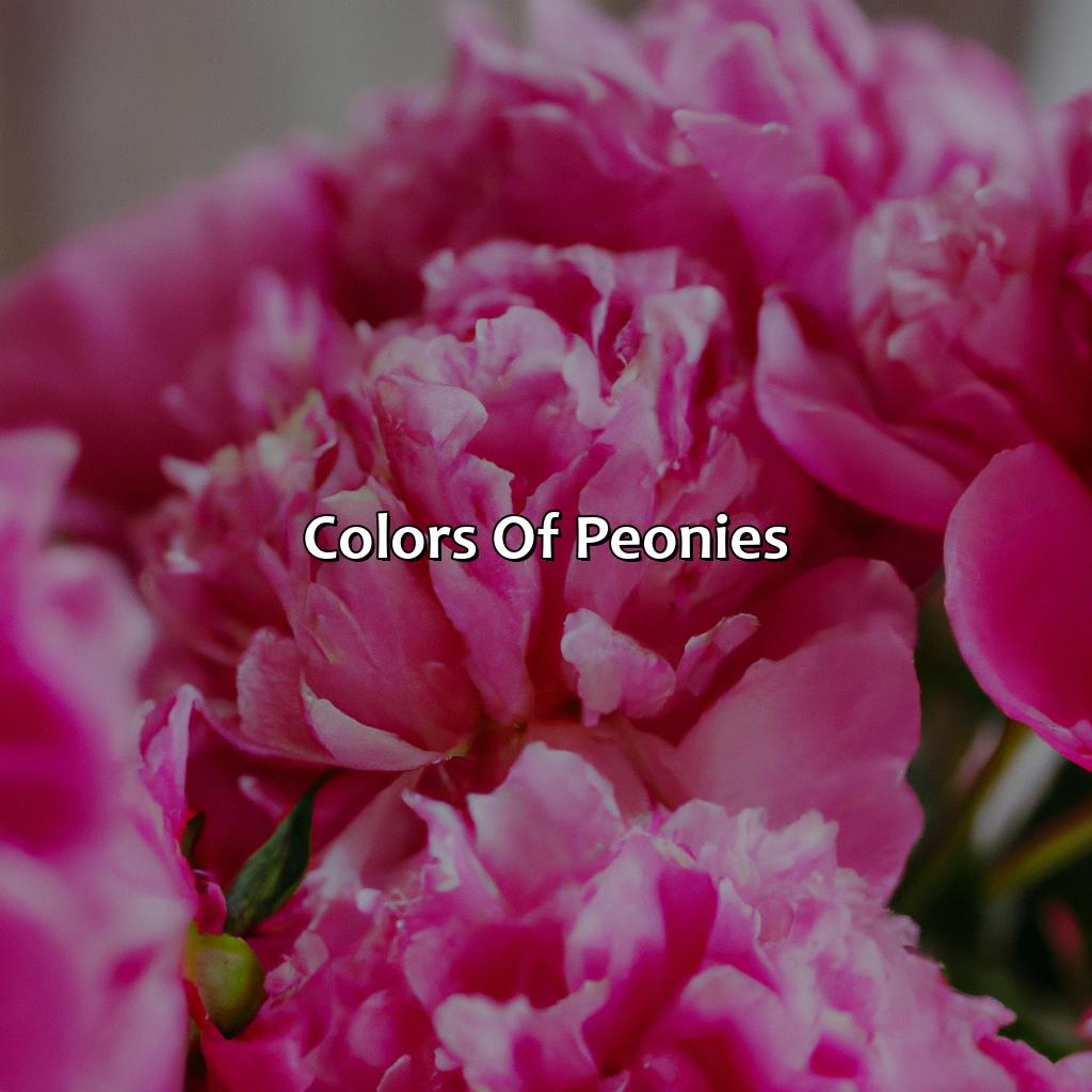 Colors Of Peonies  - What Color Is Peony, 