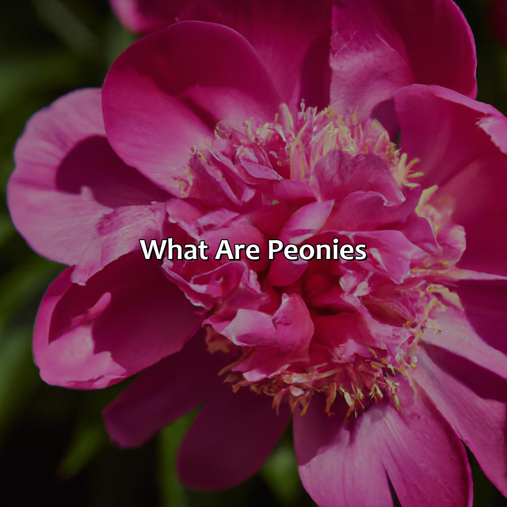 What Are Peonies?  - What Color Is Peony, 