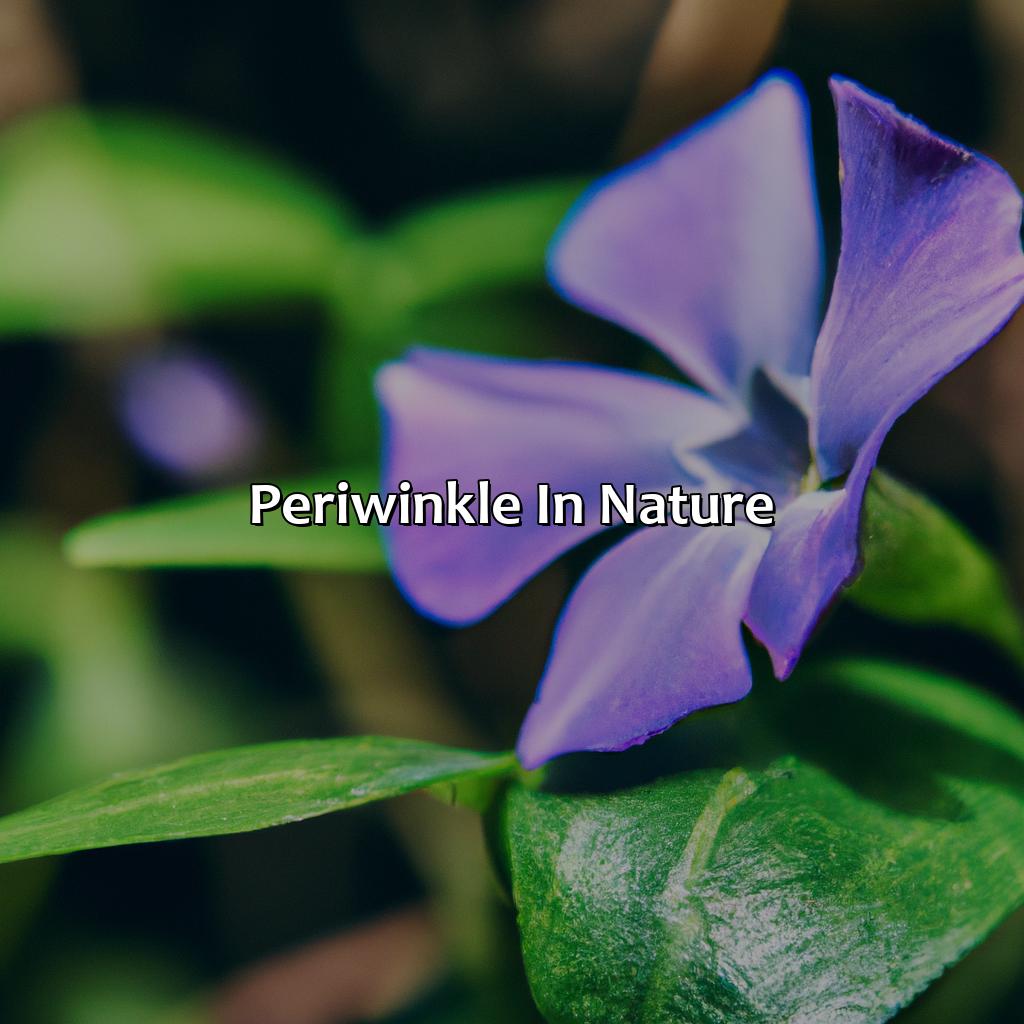 Periwinkle In Nature - What Color Is Periwinkle, 