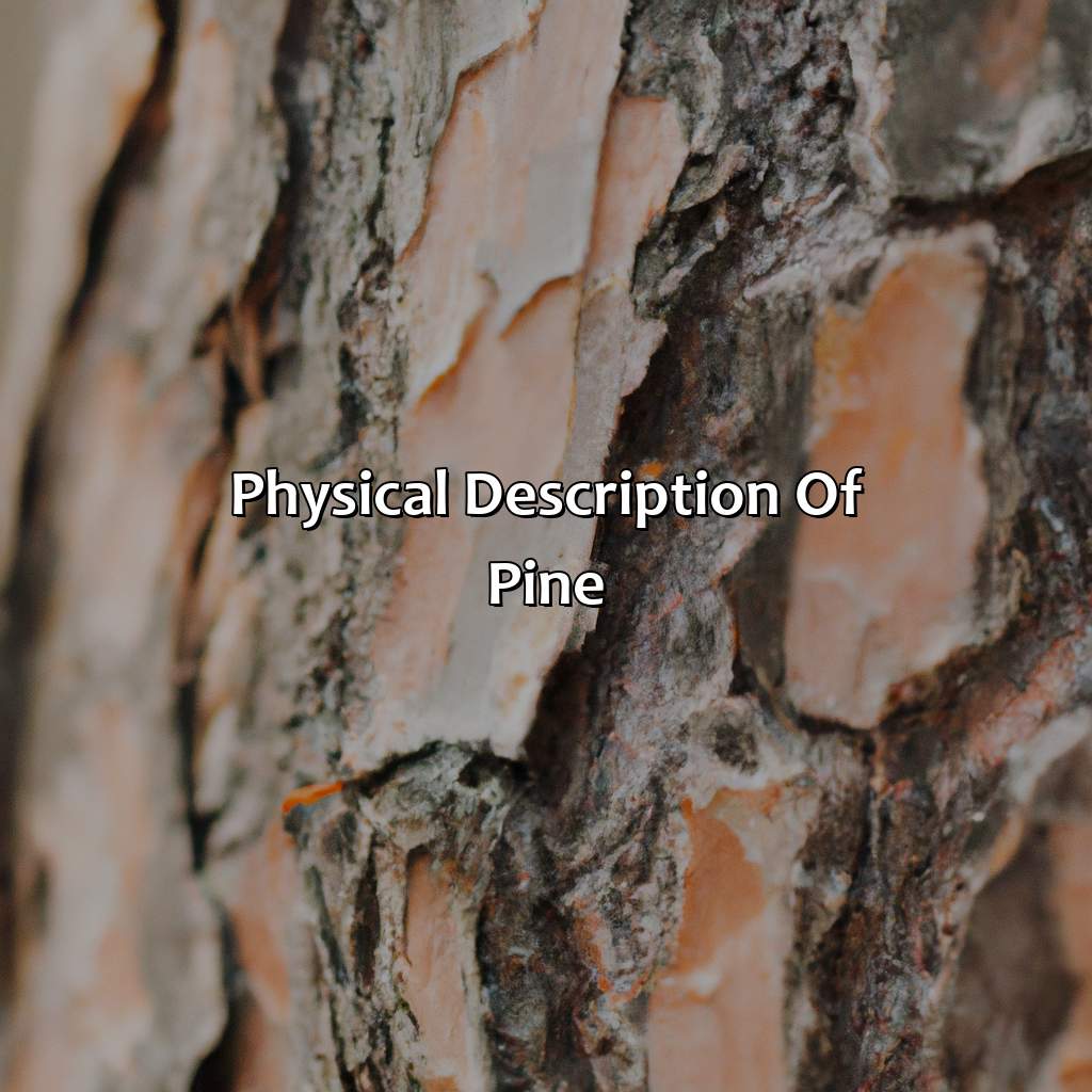 Physical Description Of Pine  - What Color Is Pine, 