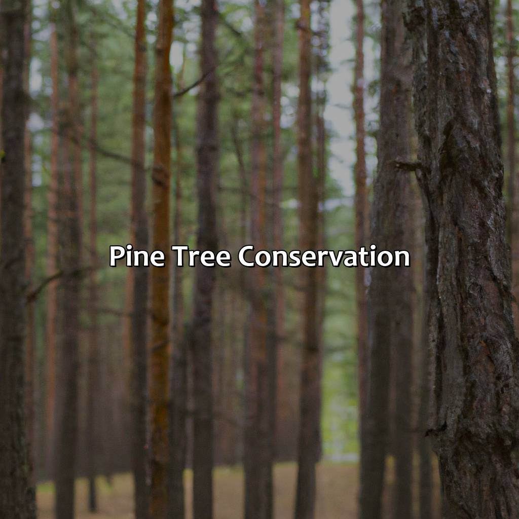 Pine Tree Conservation  - What Color Is Pine, 