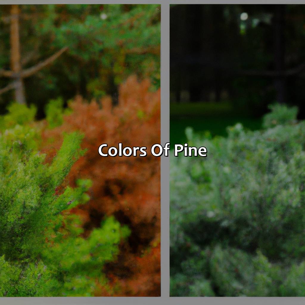 Colors Of Pine  - What Color Is Pine, 