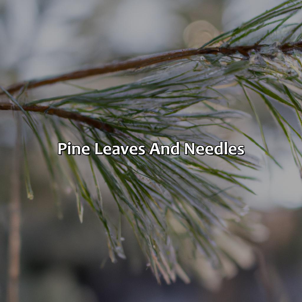 Pine Leaves And Needles  - What Color Is Pine, 