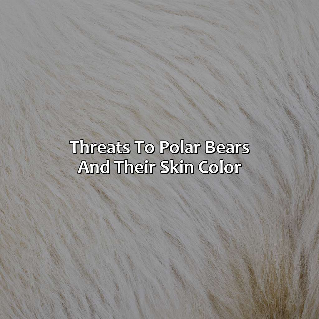 Threats To Polar Bears And Their Skin Color  - What Color Is Polar Bear Skin, 