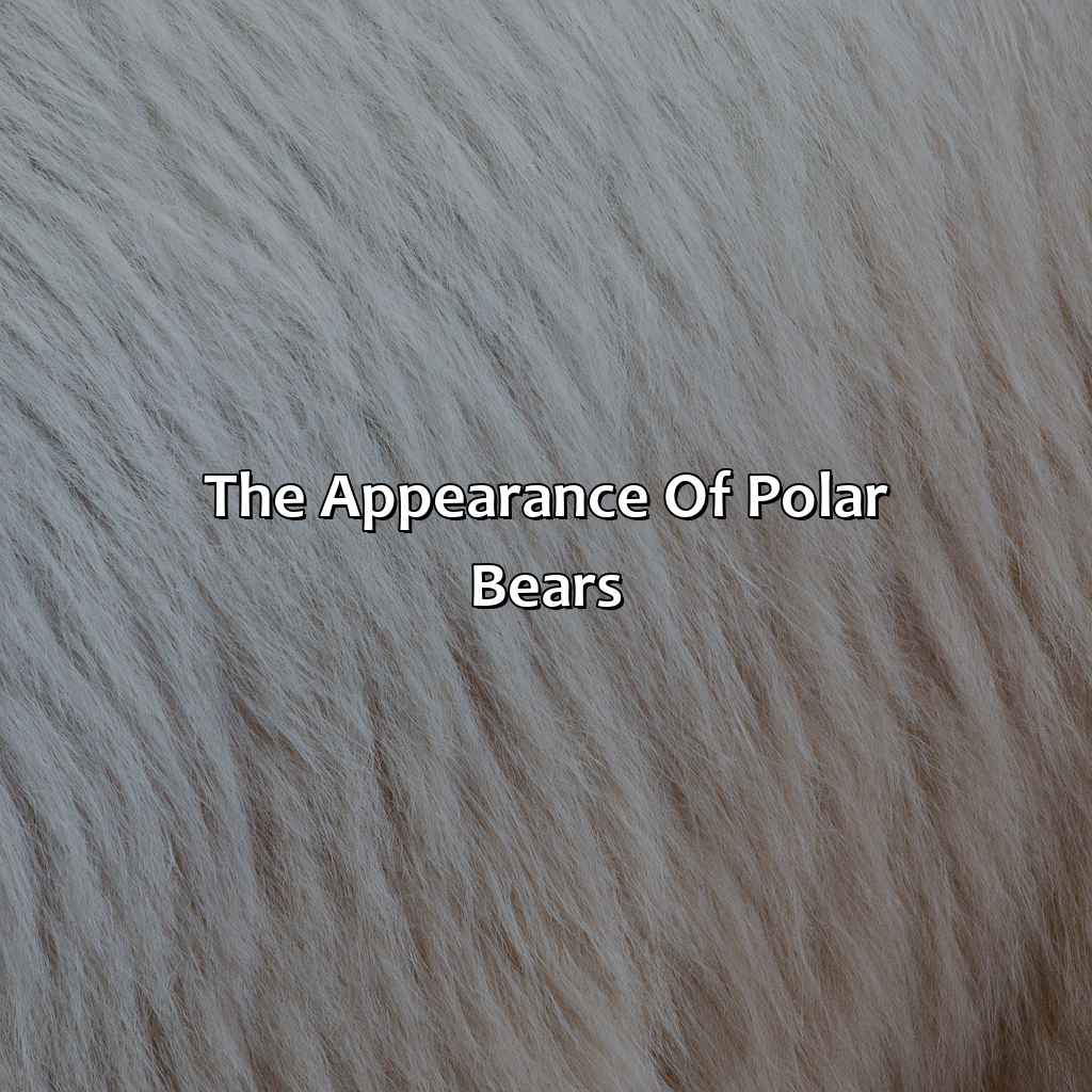 The Appearance Of Polar Bears  - What Color Is Polar Bear Skin, 