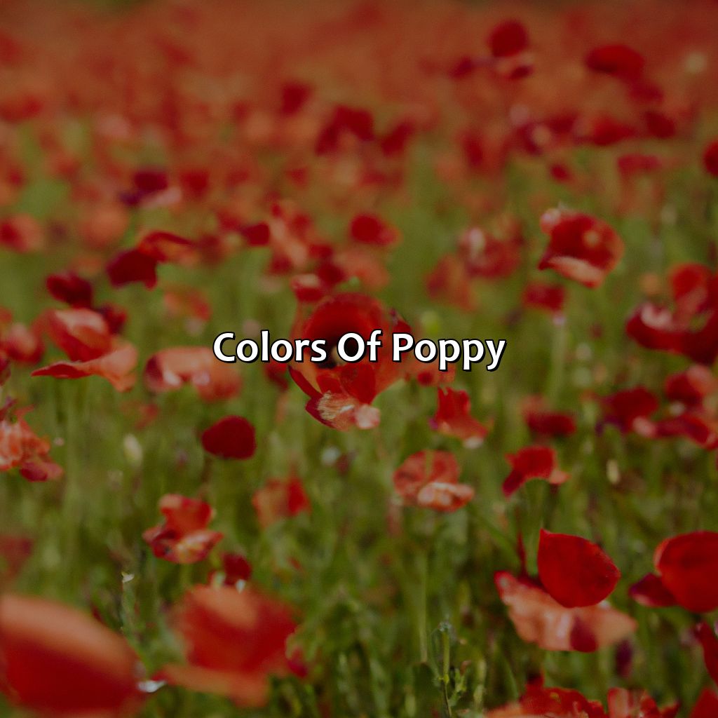Colors Of Poppy  - What Color Is Poppy, 