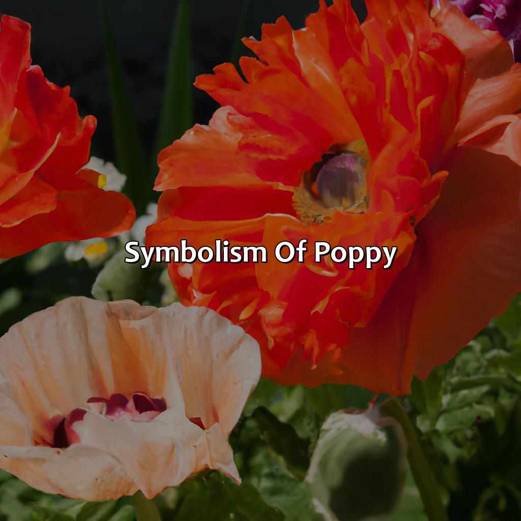 Symbolism Of Poppy  - What Color Is Poppy, 