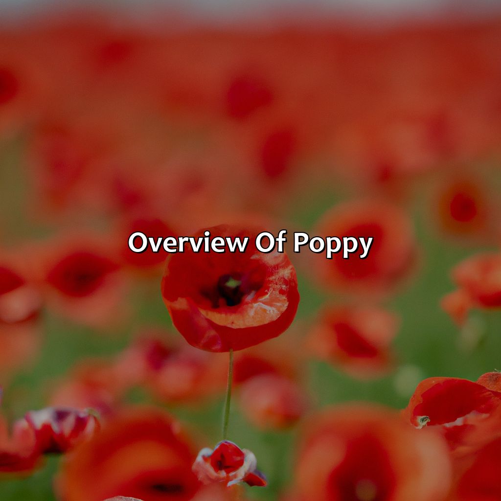 Overview Of Poppy  - What Color Is Poppy, 