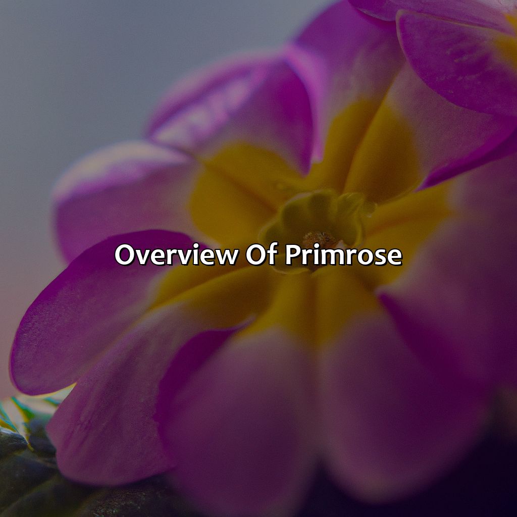Overview Of Primrose  - What Color Is Primrose, 
